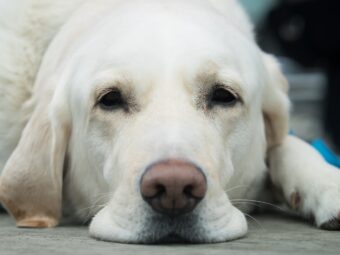 Hund Hund